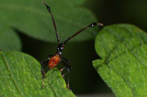 Common Assassin Bug 2nd instars